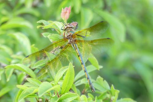Oxygastra curtisii